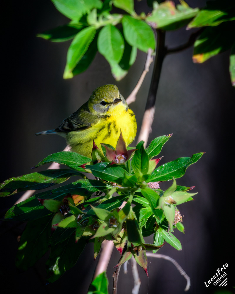 Prairie Warbler