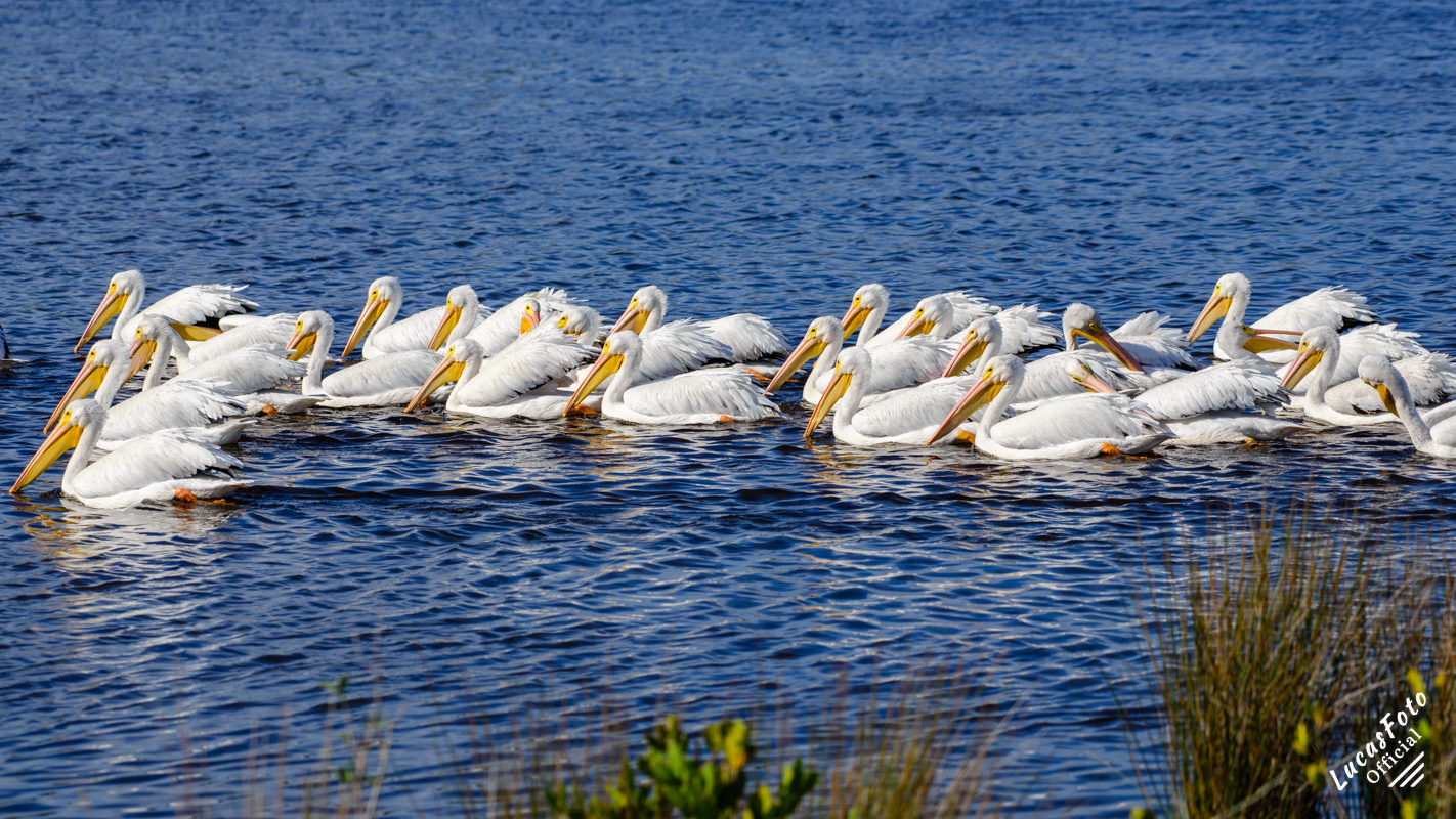 American White Pelican