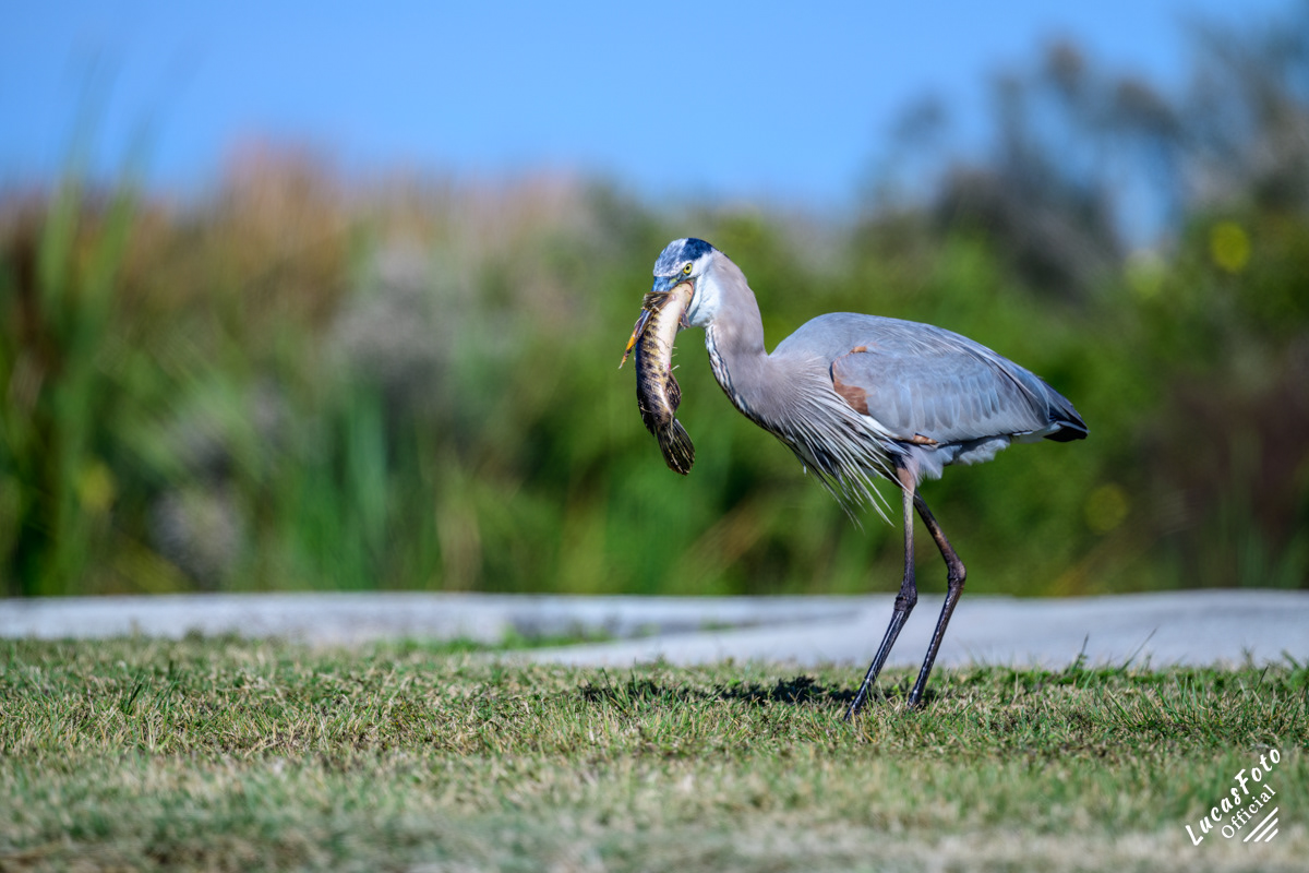 Great Blue Heron