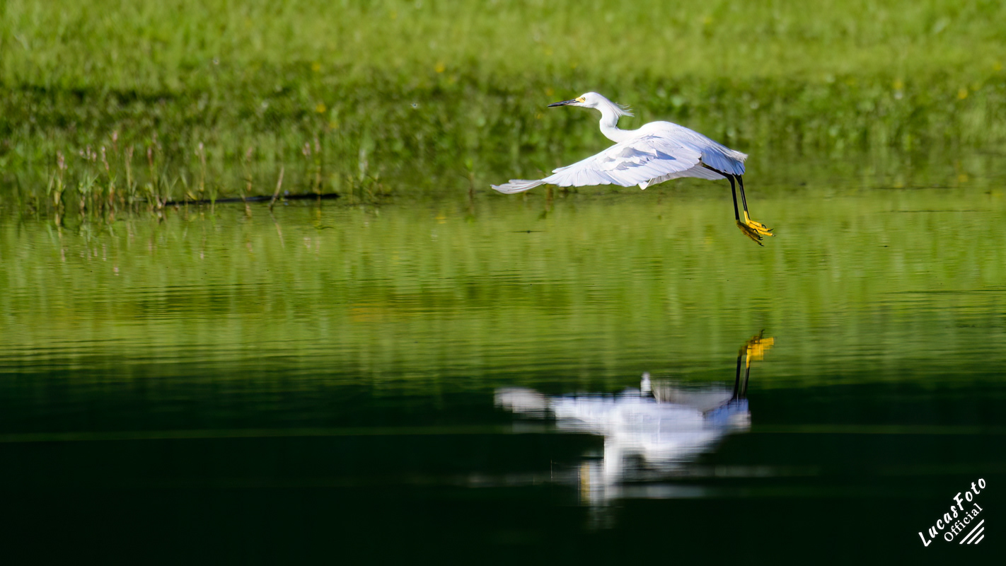 Snowy Egret