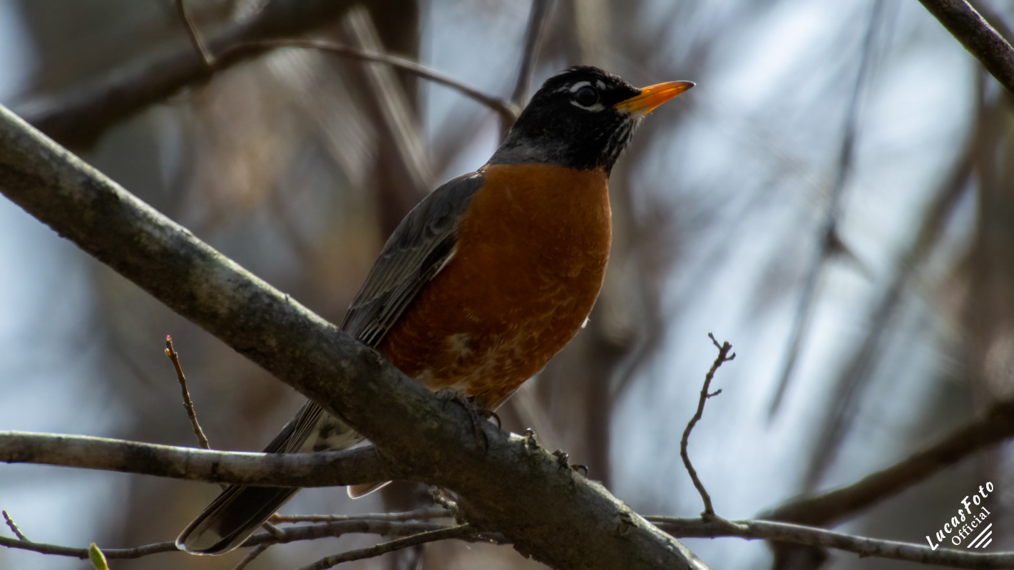 American Robin
