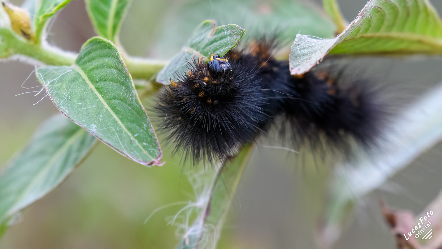 Giant Leopard Moth