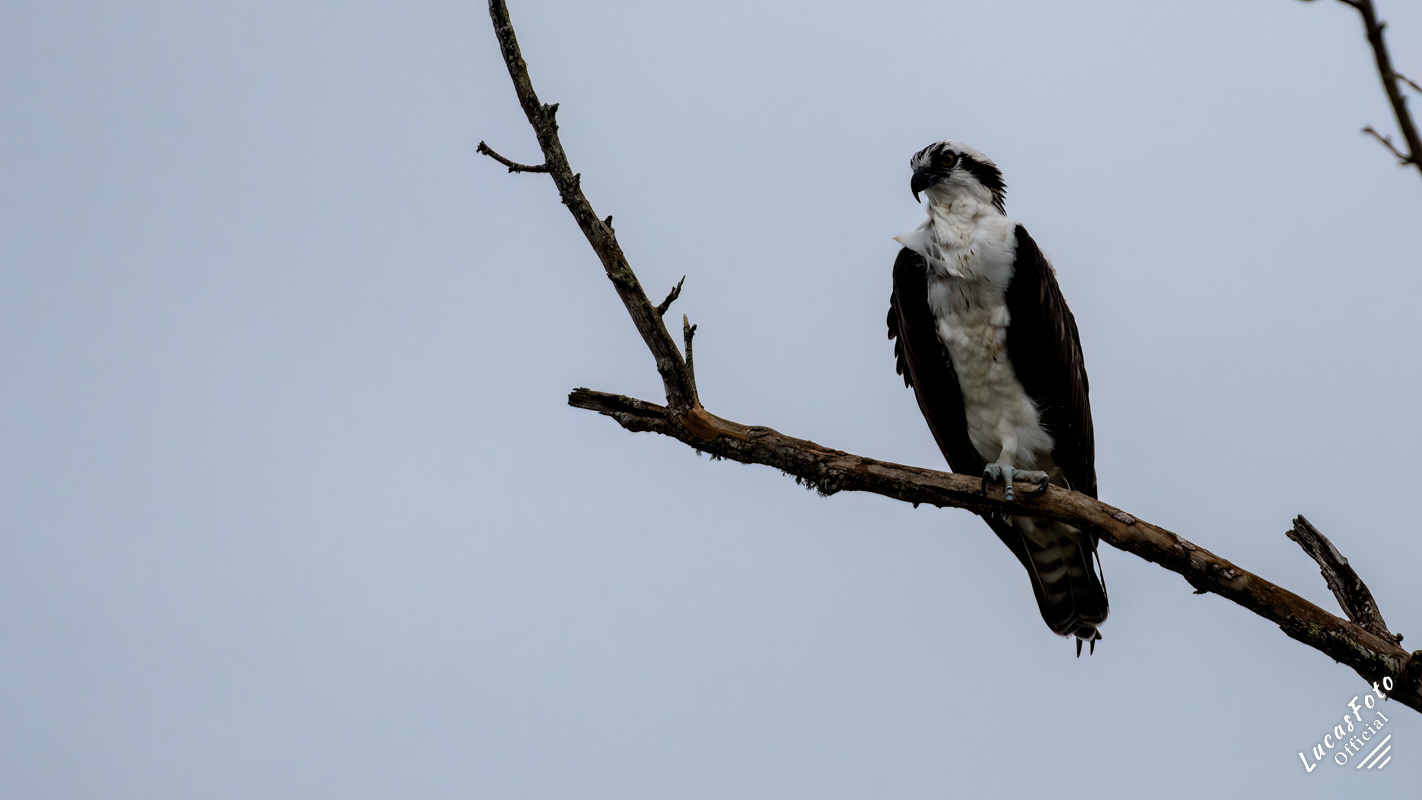 Osprey