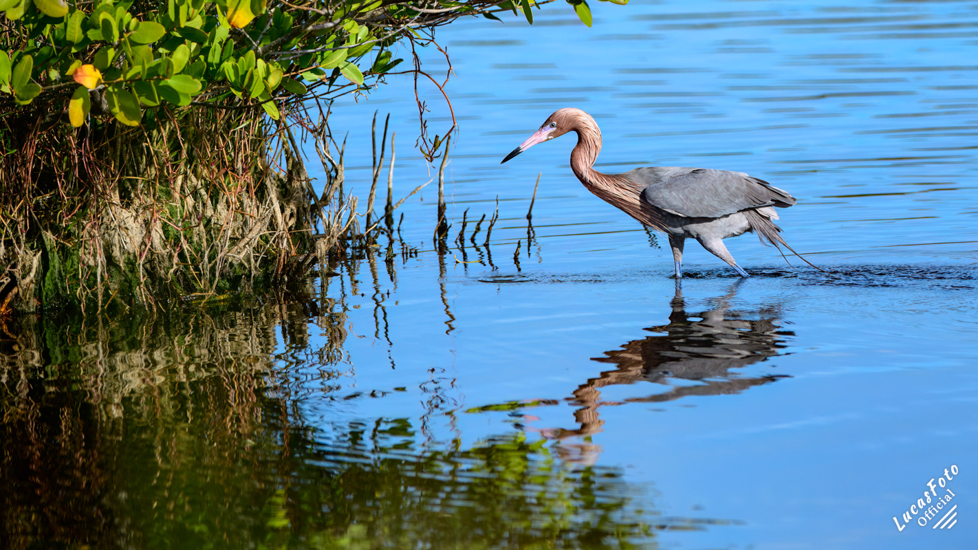 Reddish Egret
