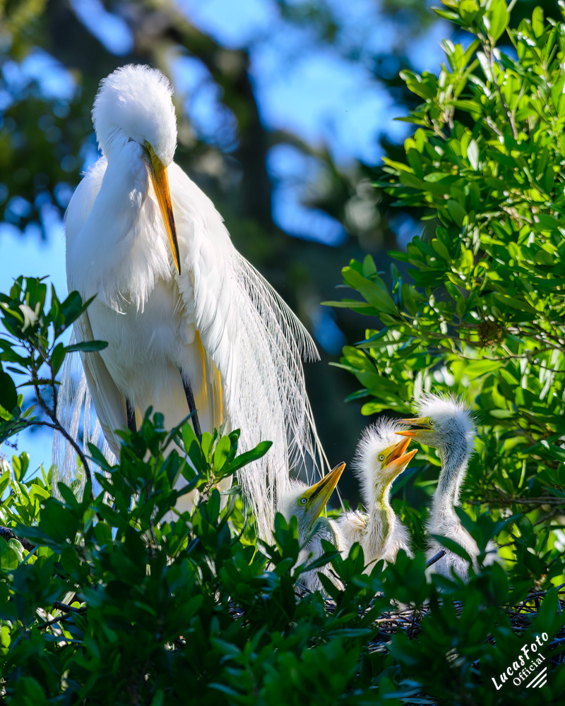 Great Egret