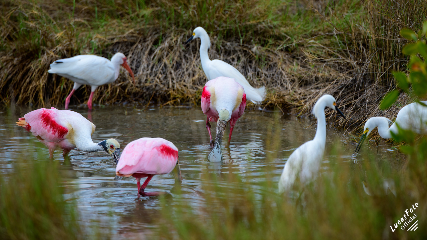 Roseate Spoonbill / White Ibis / Snowy Egret