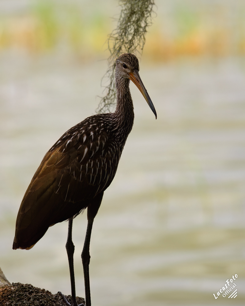 Limpkin