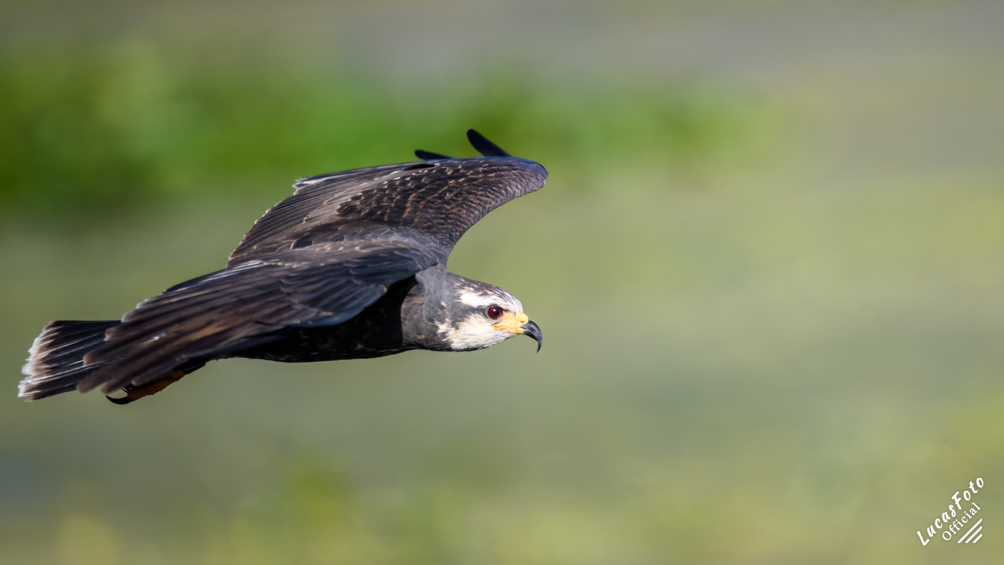 Snail Kite