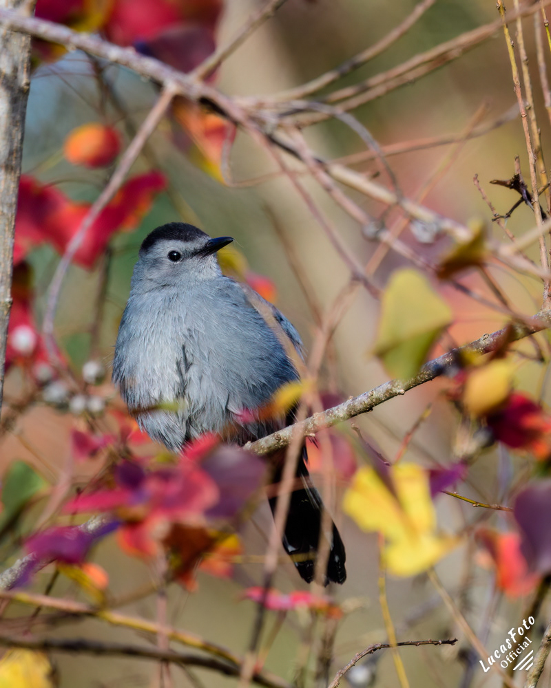 Gray Catbird
