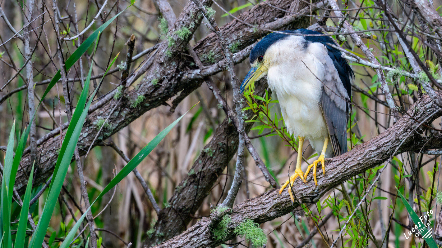 Black-crowned Night Heron