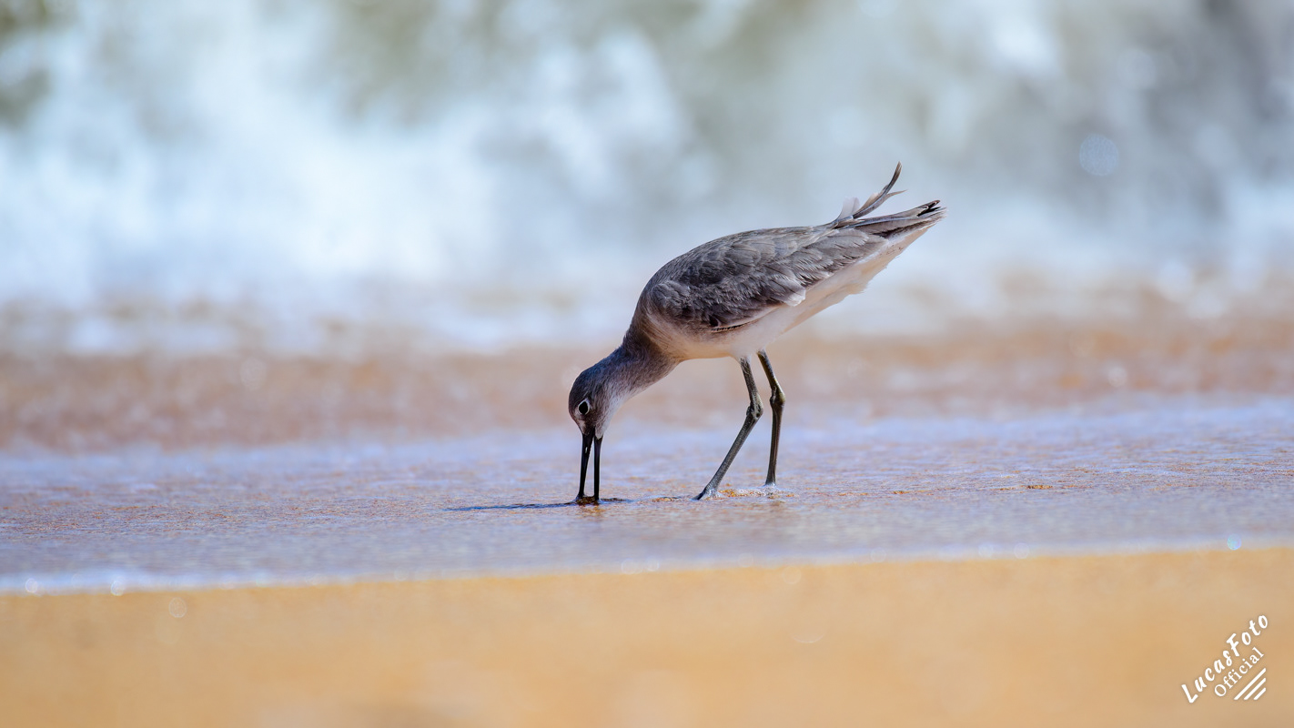 Willet