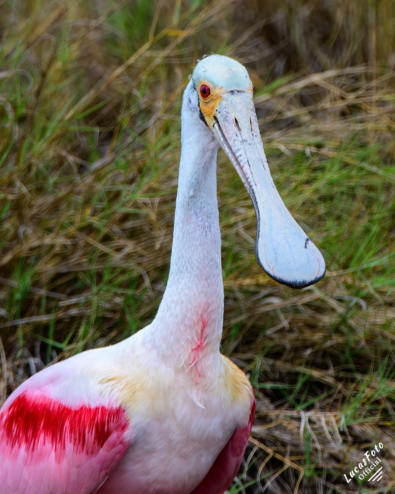Roseate Spoonbill
