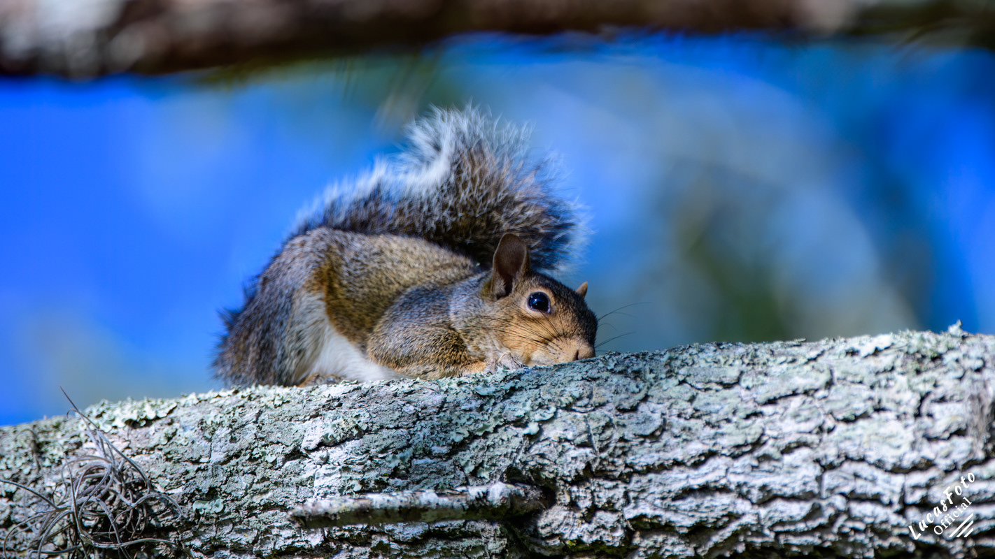 Gray Squirrel