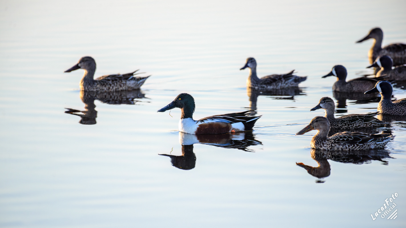 Northern Shoveler / Blue-winged Teal