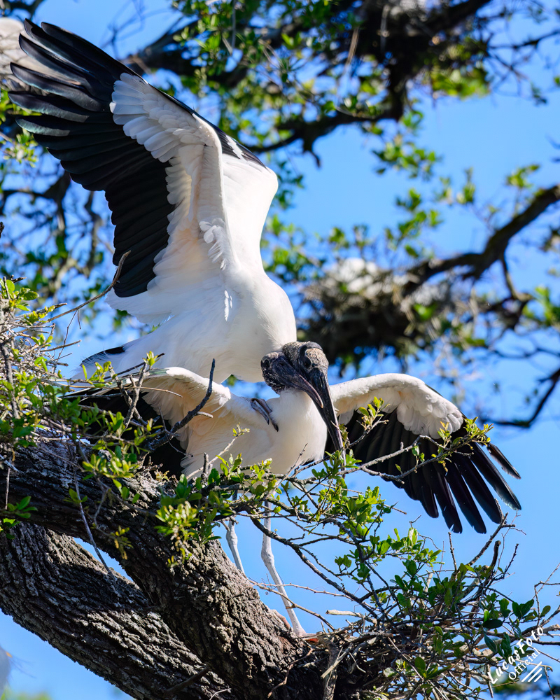 Wood Stork