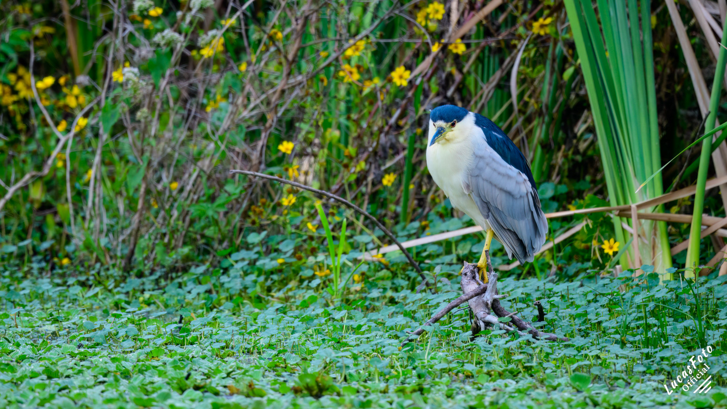 Black-crowned Night Heron
