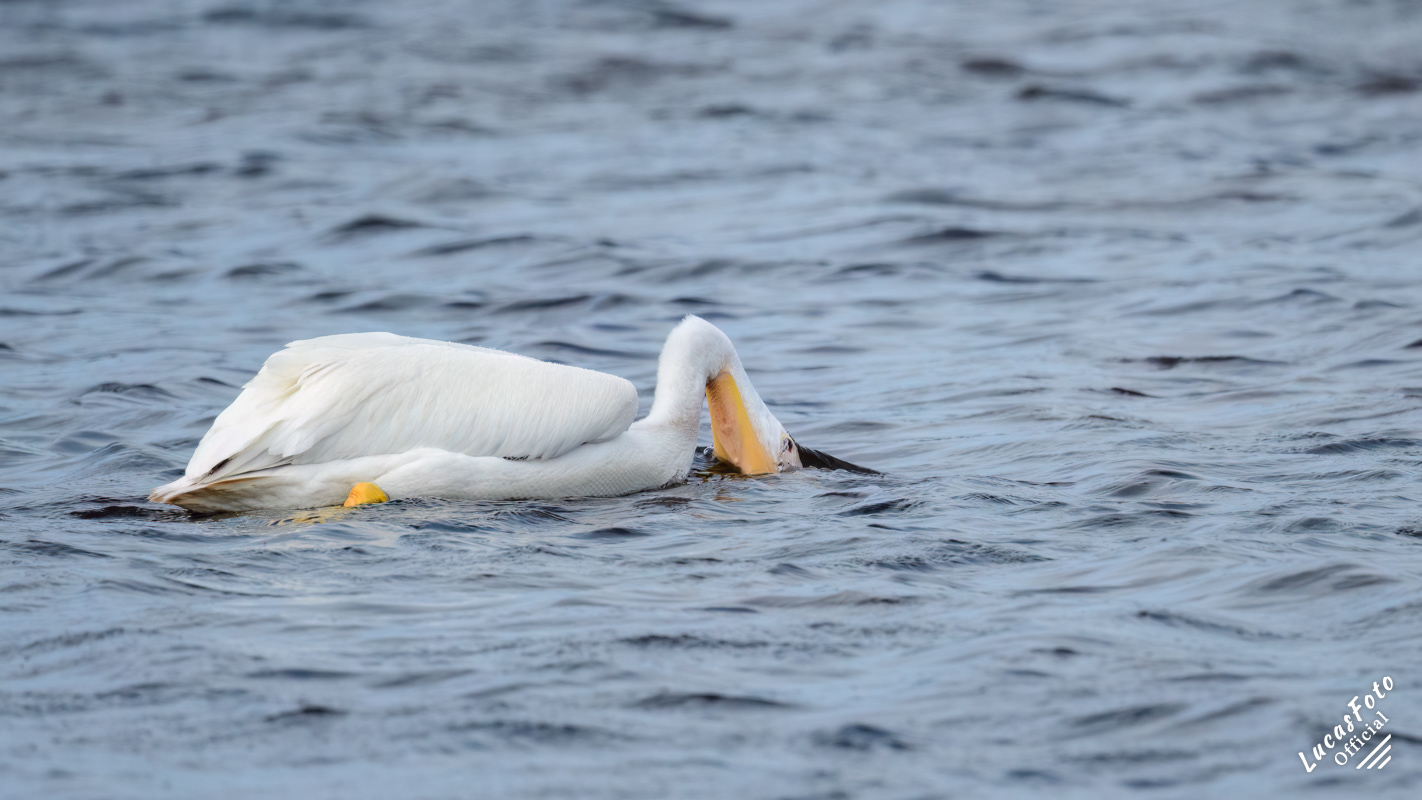 American White Pelican