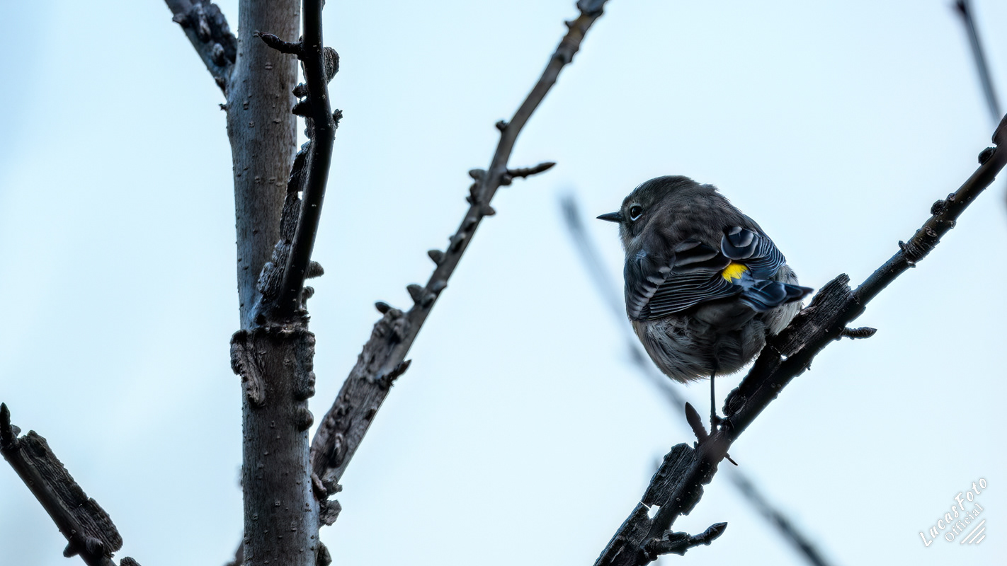 Yellow-rumped Warbler