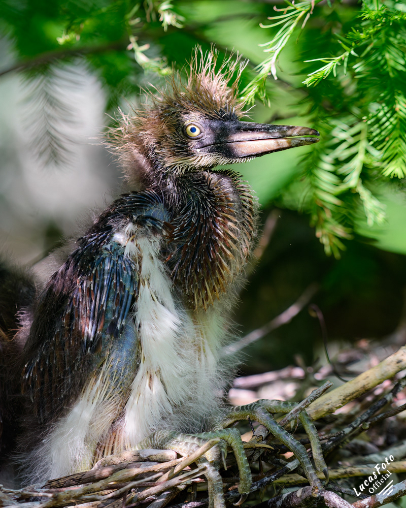 Tricolored Heron
