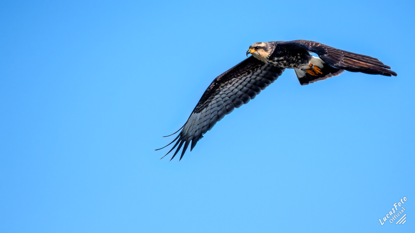 Snail Kite