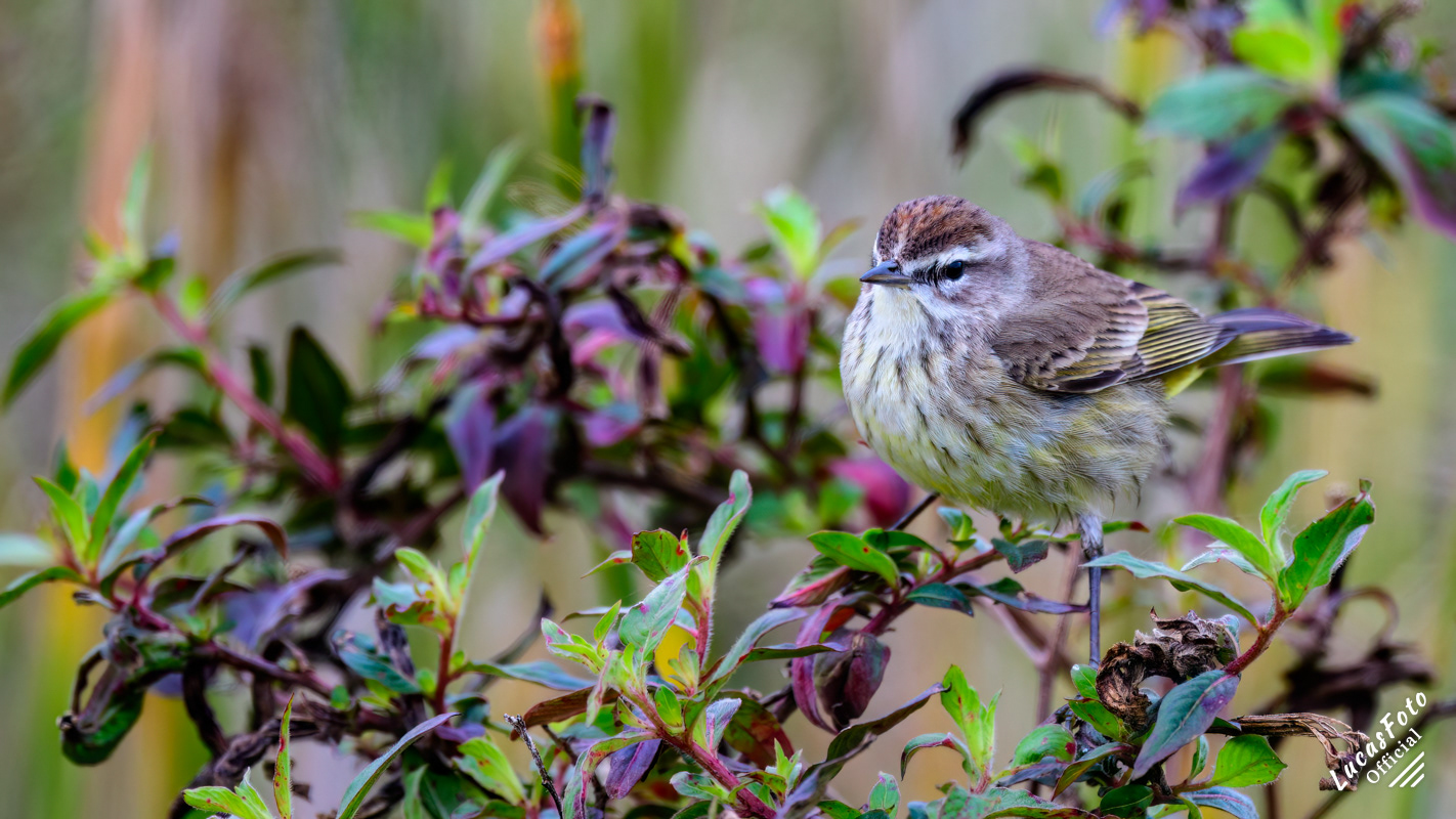 Palm Warbler