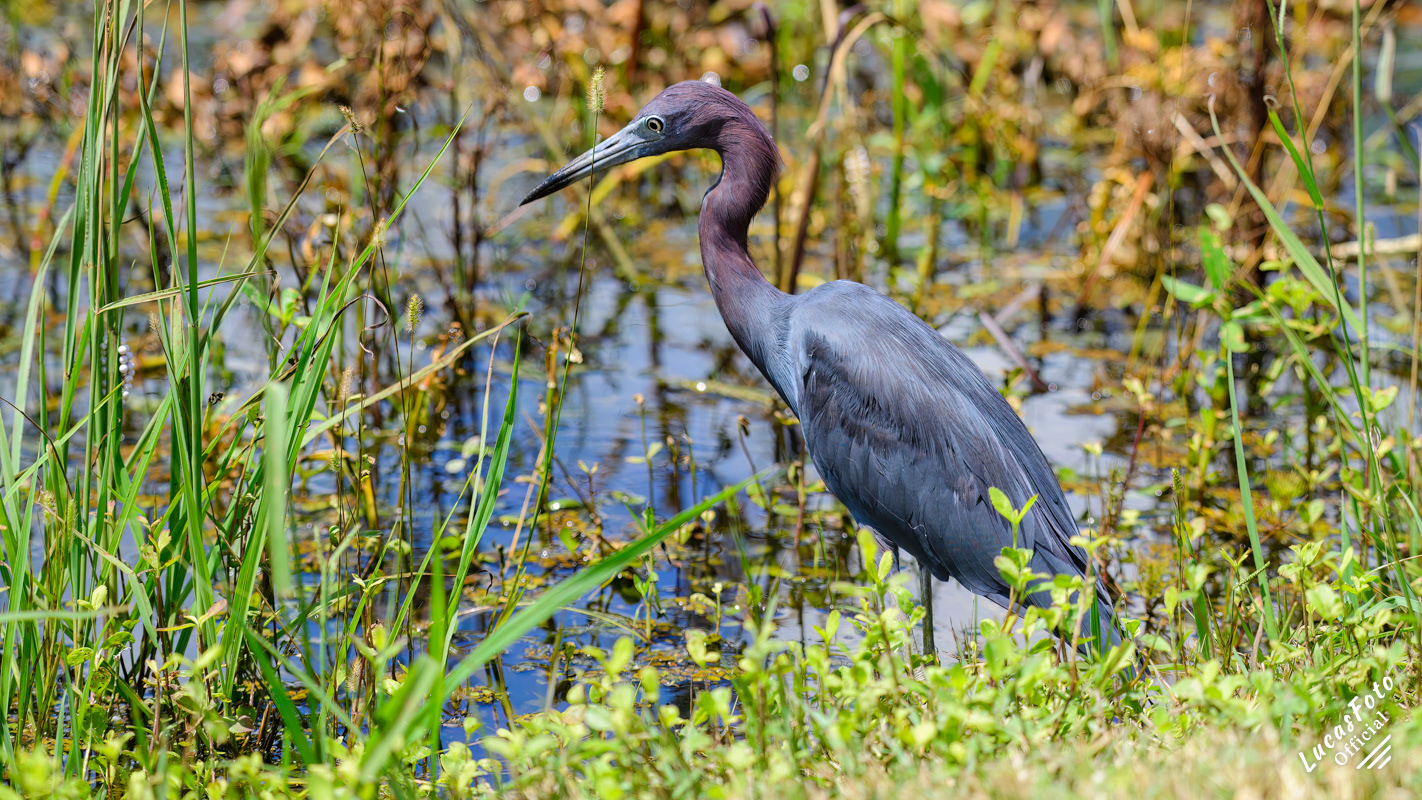 Little Blue Heron