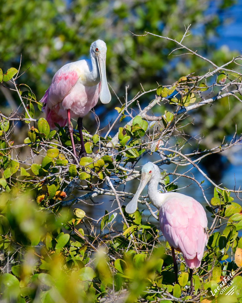 Roseate Spoonbill