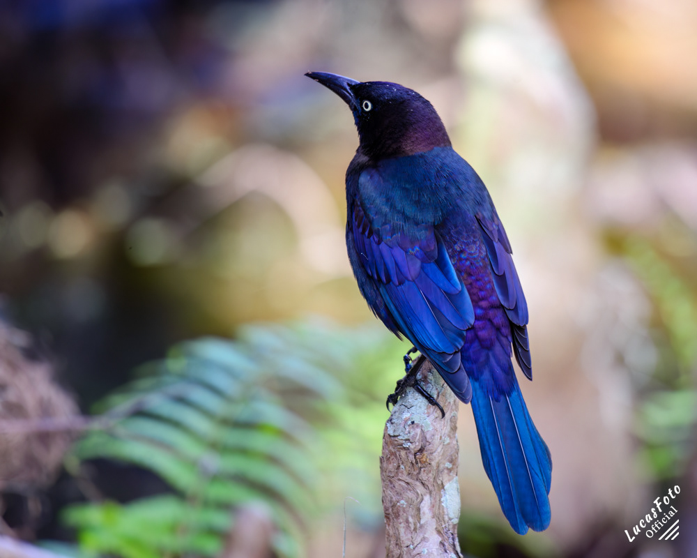 Common Grackle