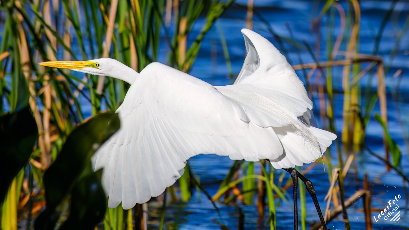 Great Egret