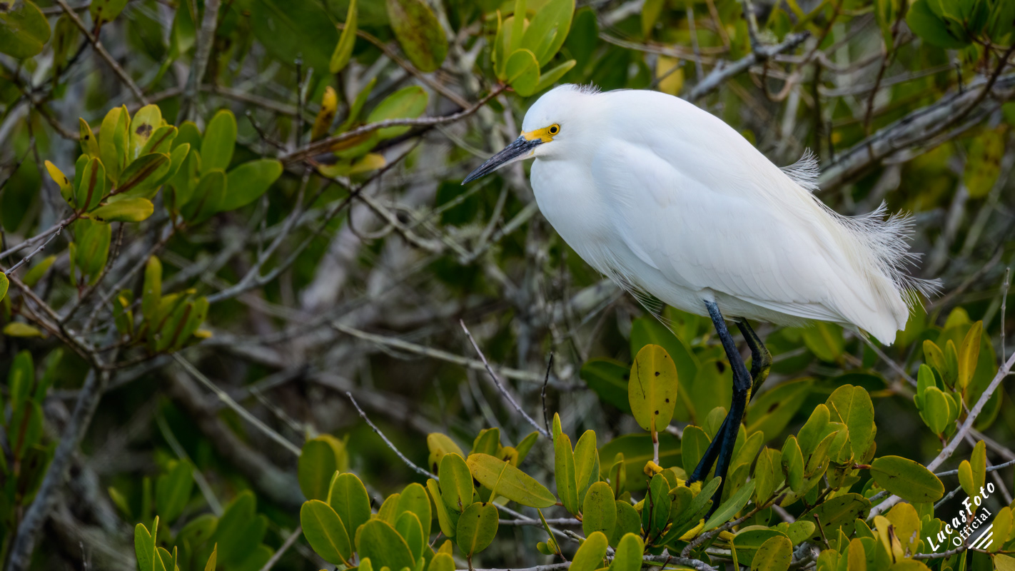 Snowy Egret