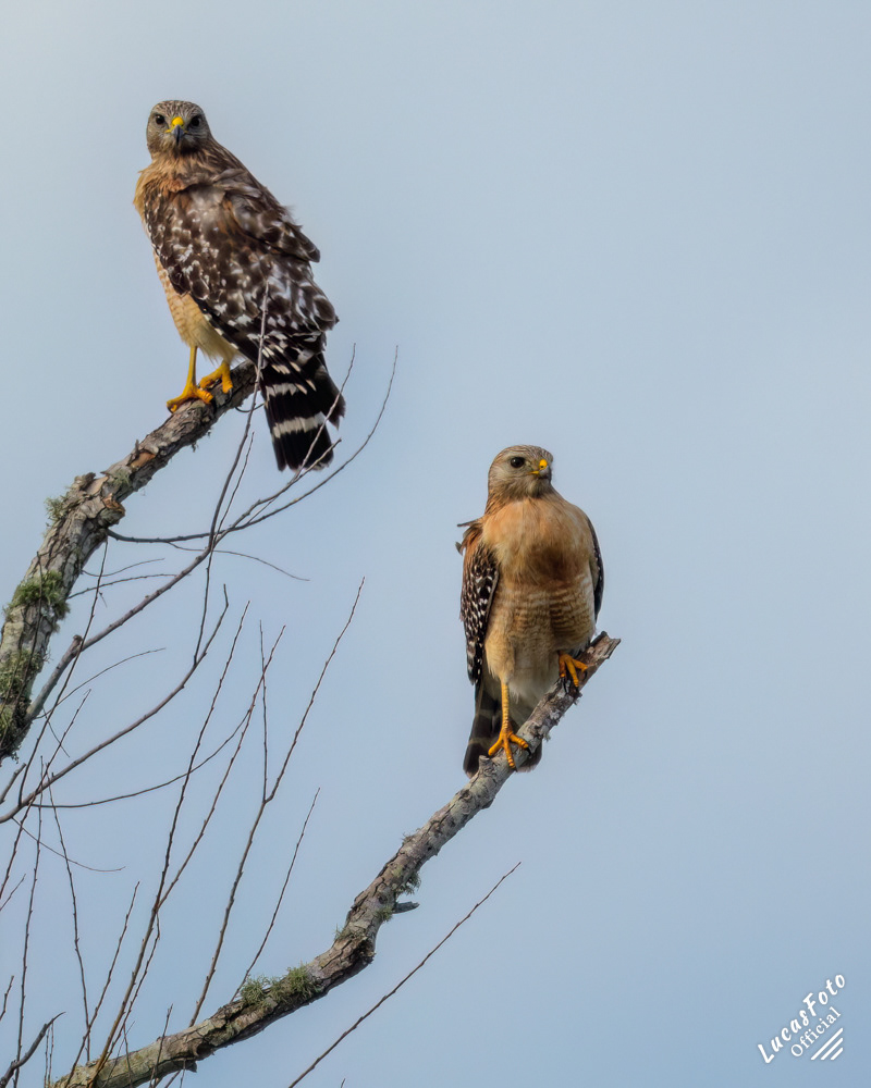 Red-shouldered Hawk