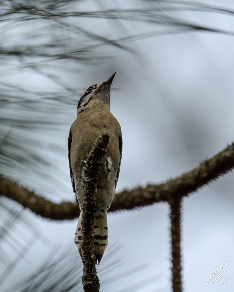 Downy Woodpecker