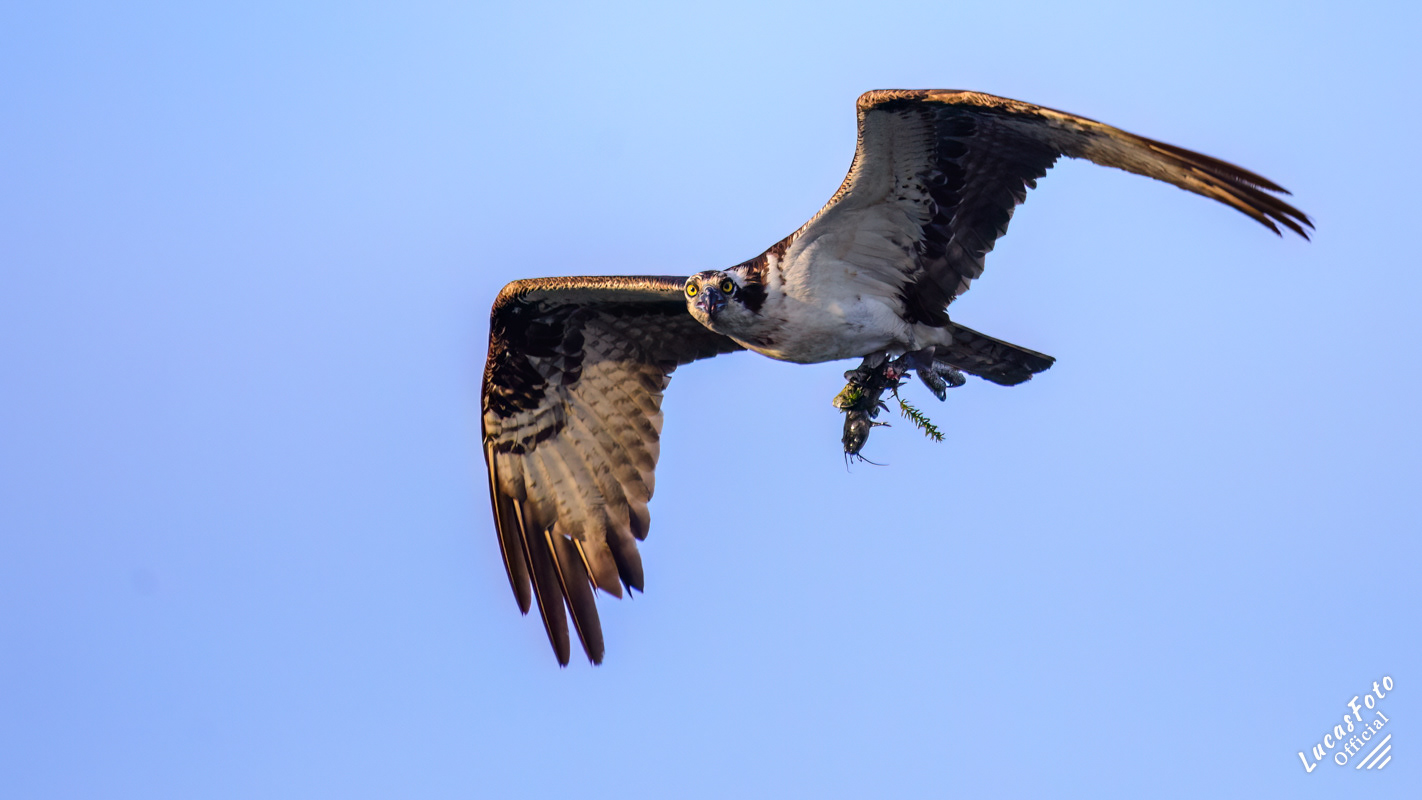 Osprey