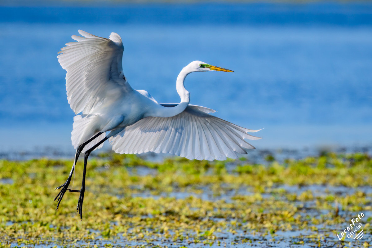 Great Egret