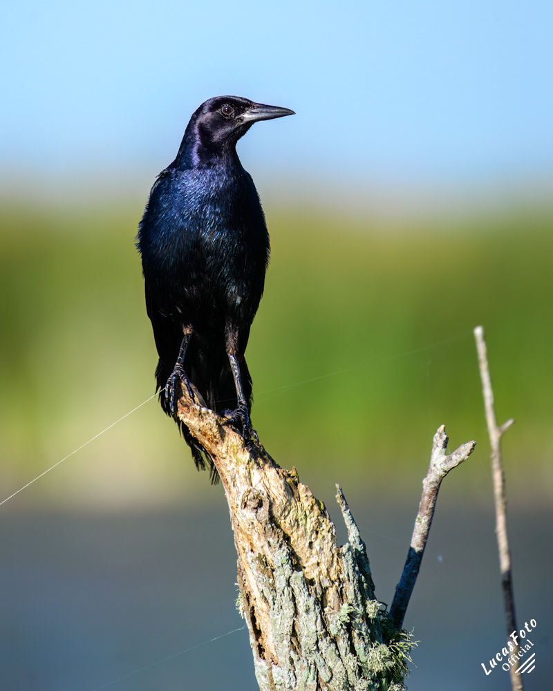 Boat-tailed Grackle