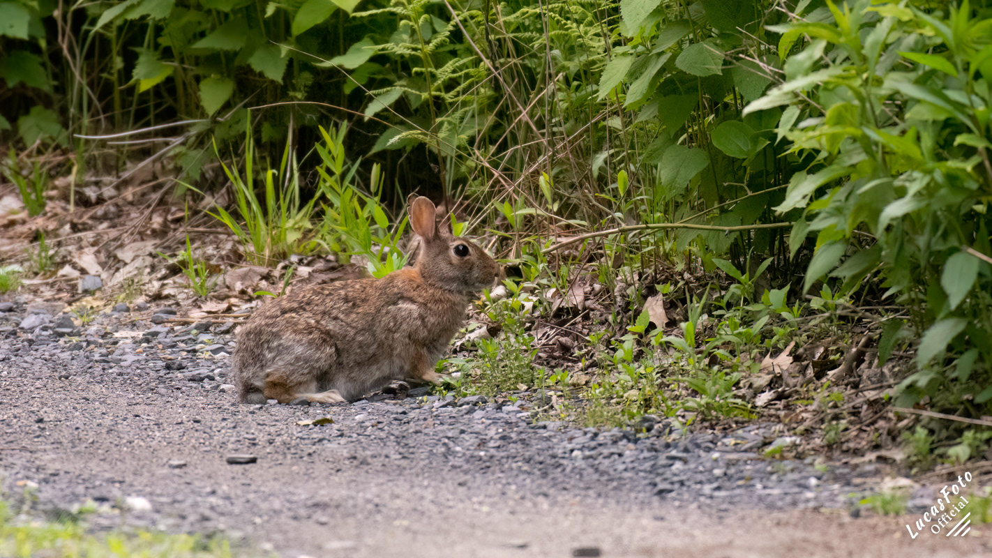 Cottontail Rabbit
