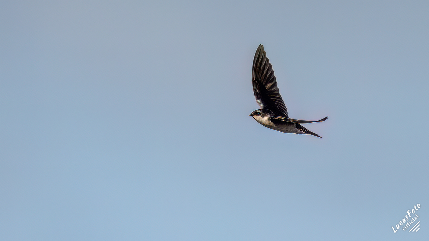 Tree Swallow