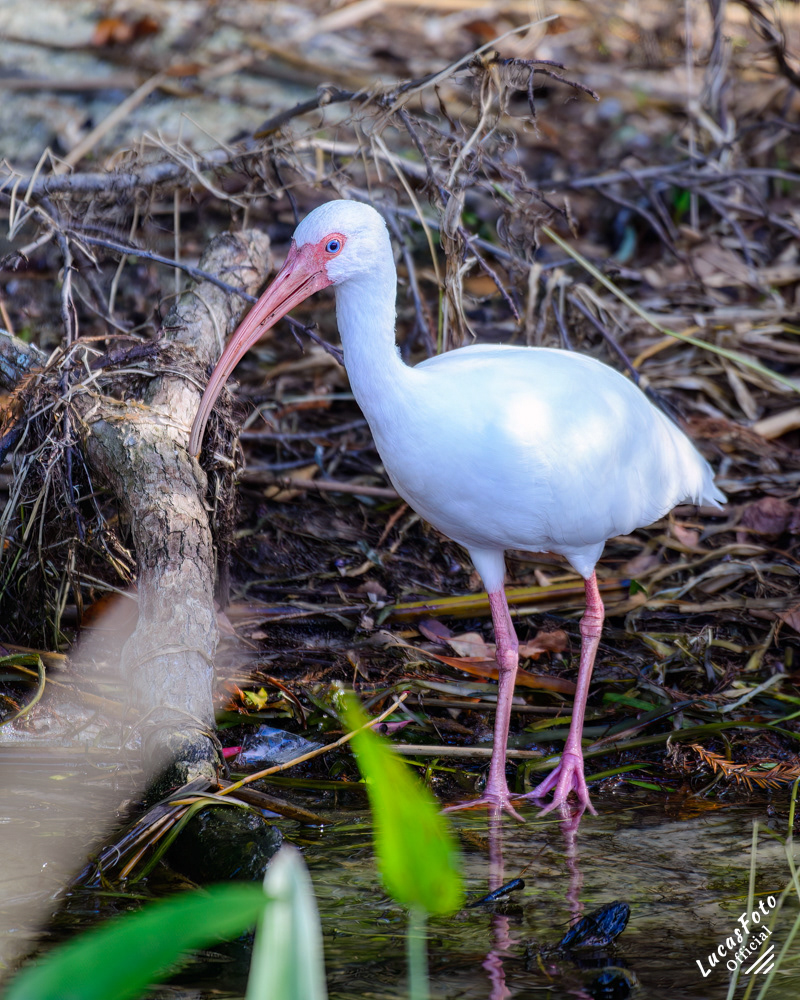 White Ibis
