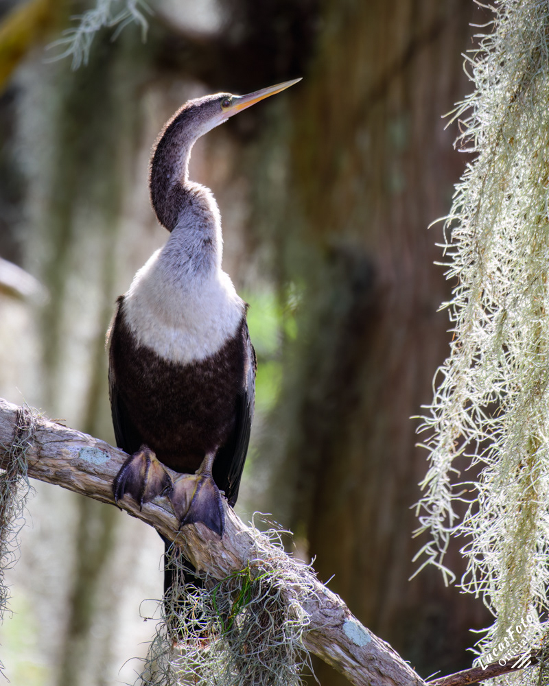 Anhinga