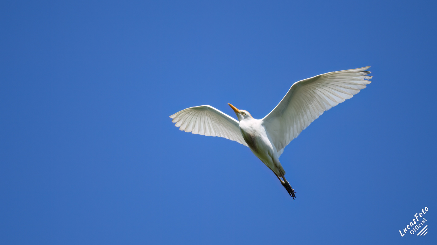 Cattle Egret