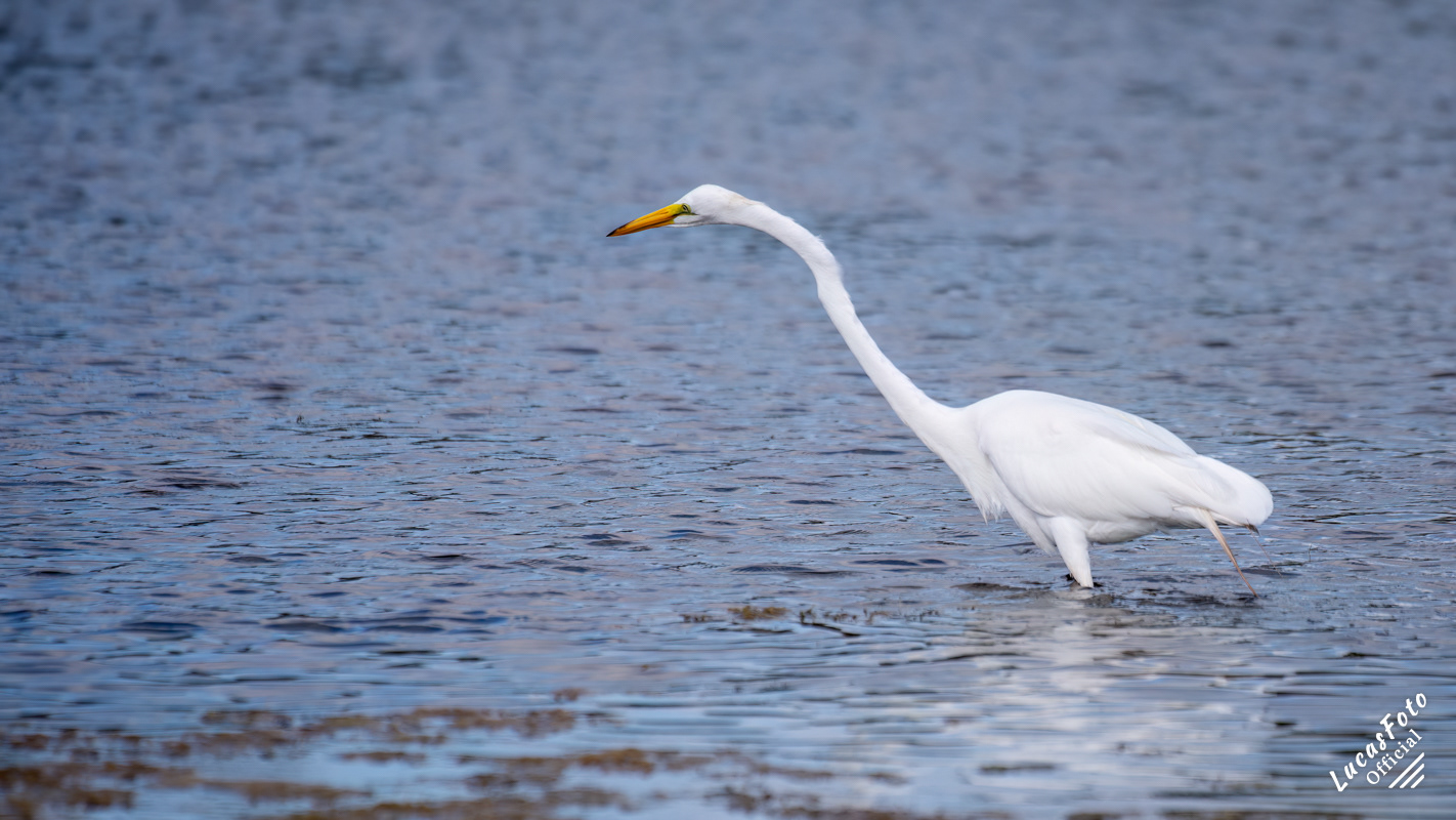 Great Egret