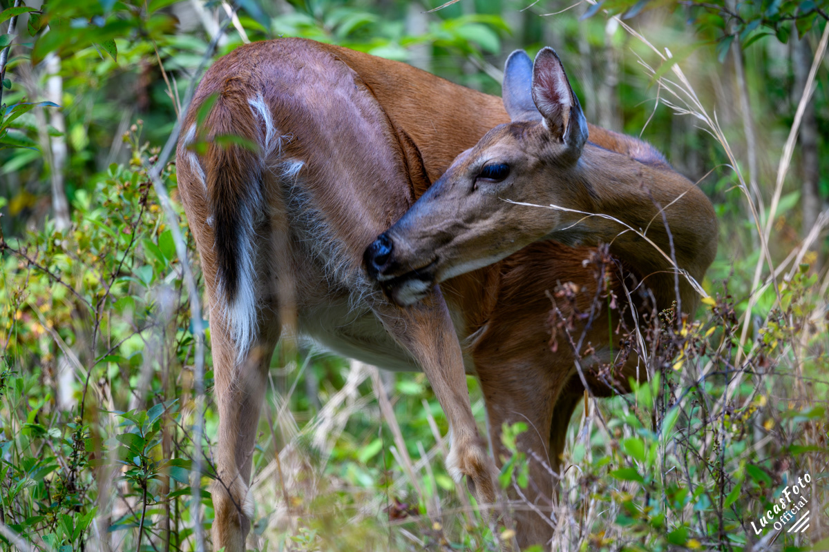 Whitetail