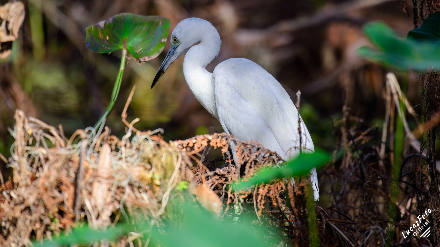 Juvenile Little Blue Heron