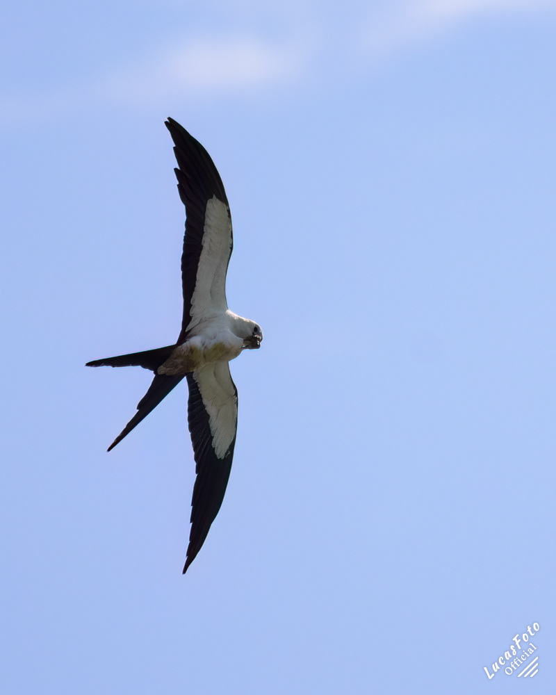 Swallow-tailed Kite