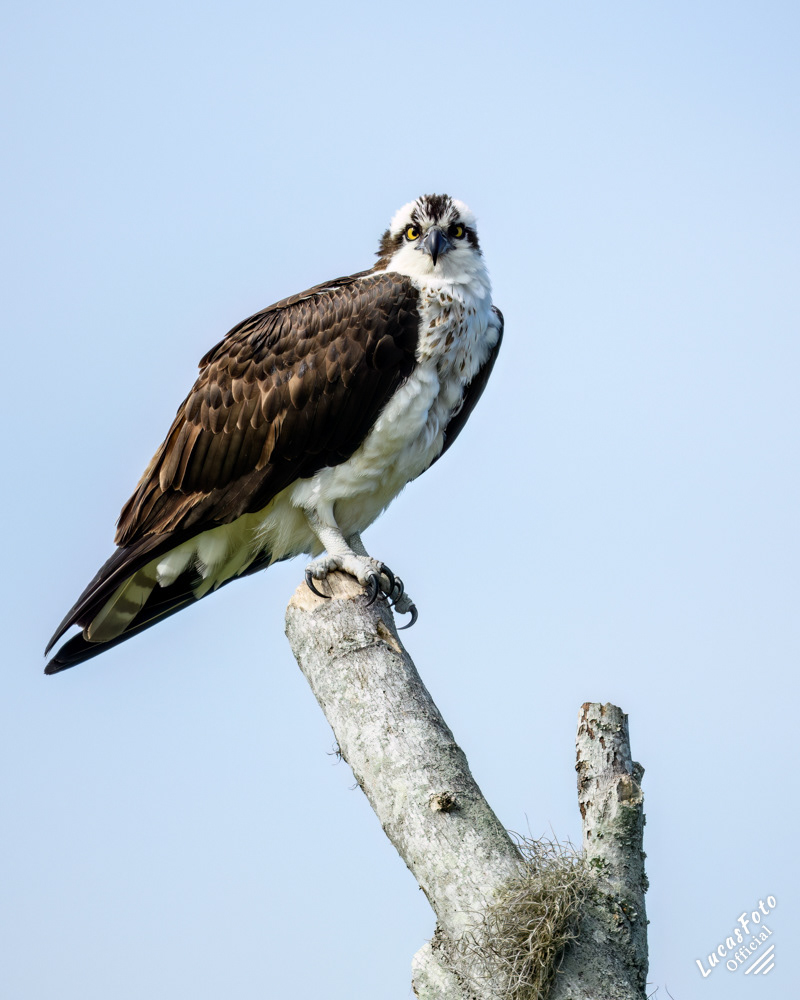 Osprey