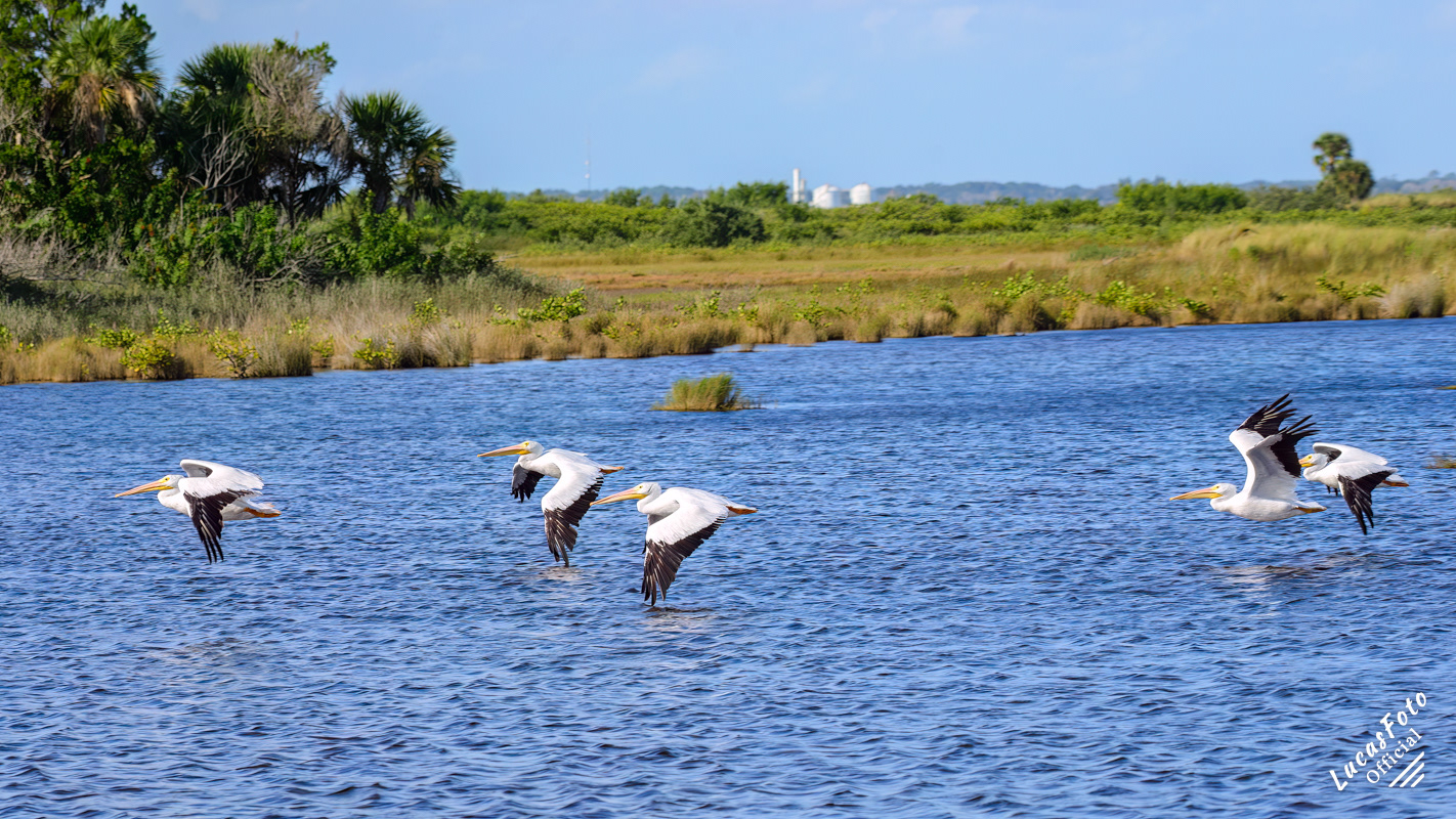 American White Pelican