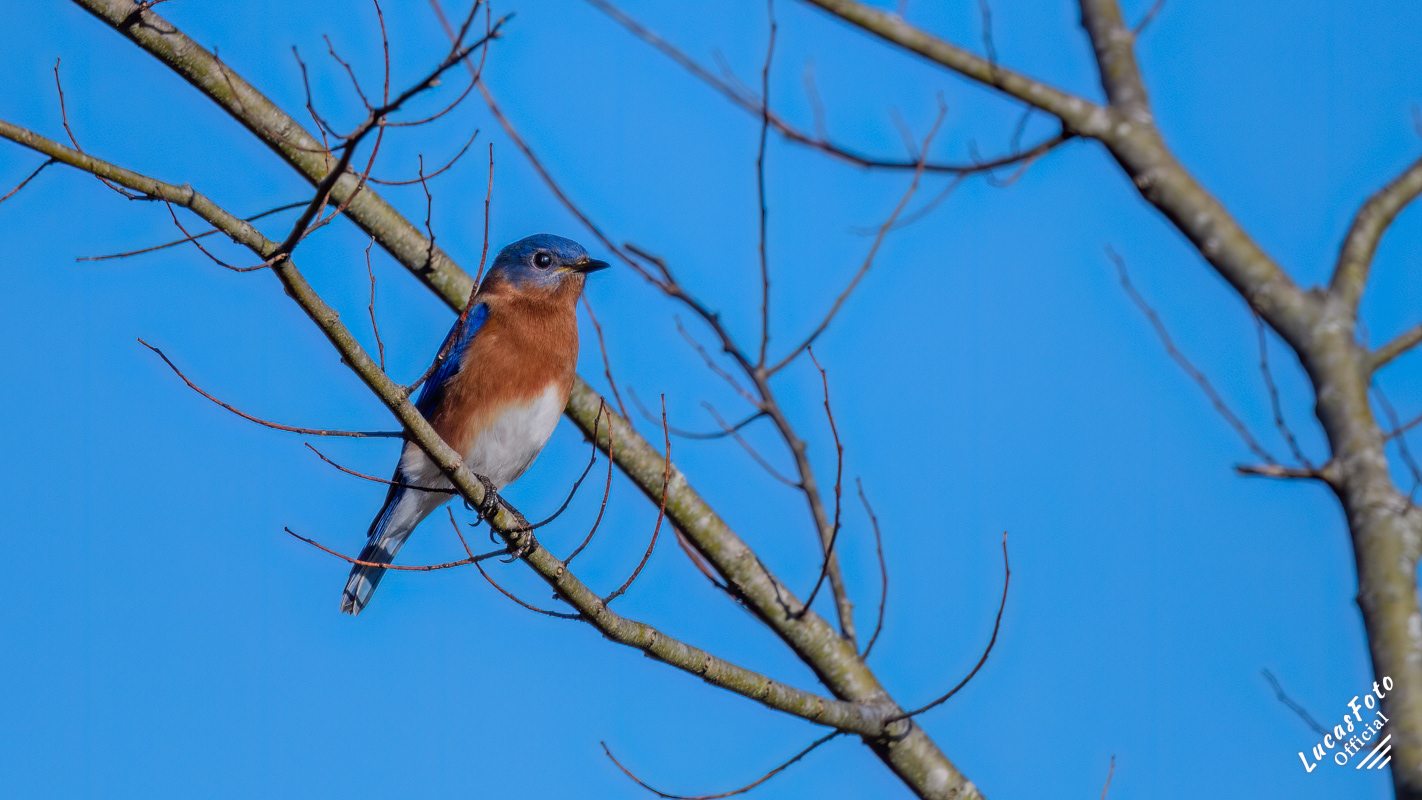 Eastern Bluebird