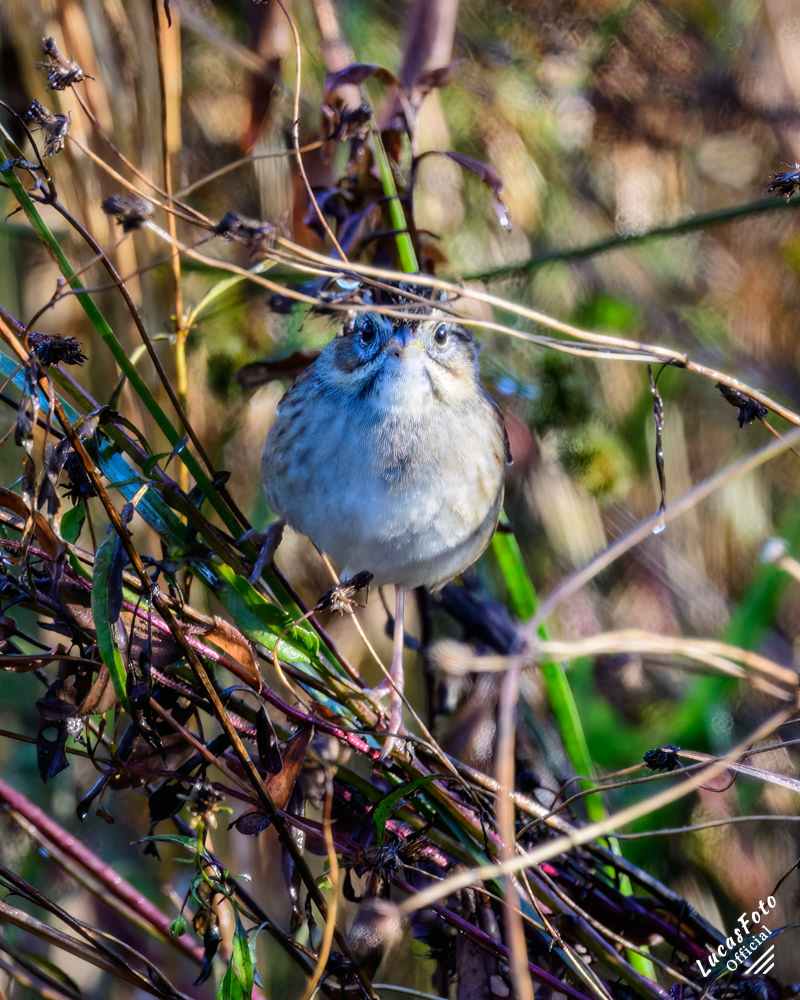 Swamp Sparrow