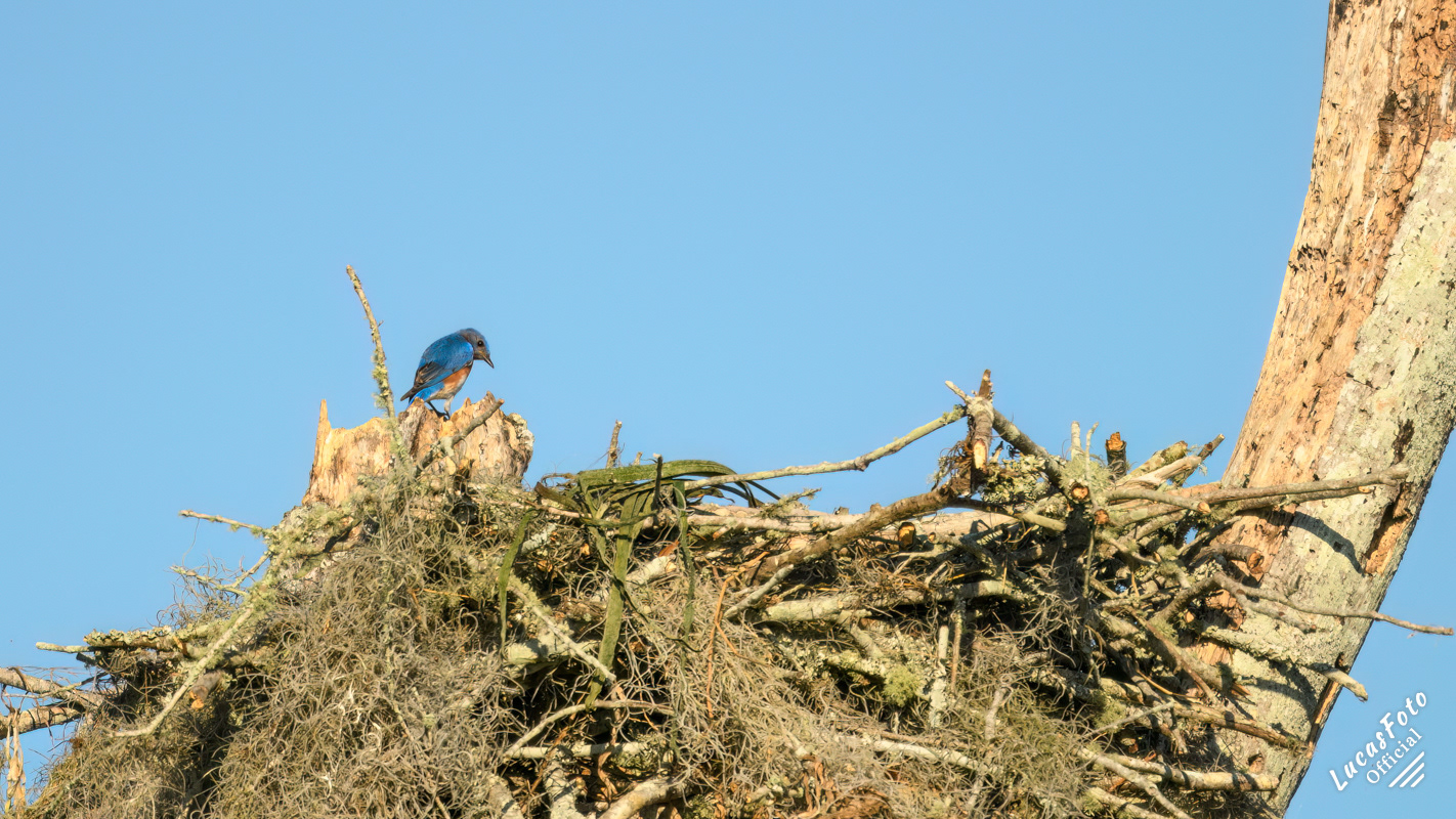 Eastern Bluebird