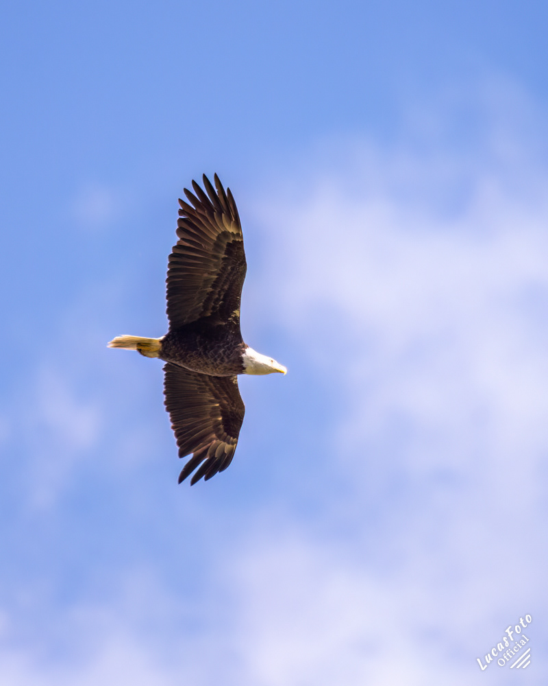 Bald Eagle